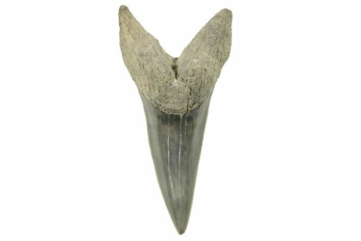 Fossil Shortfin Mako Tooth - Lee Creek (Aurora), NC #294747